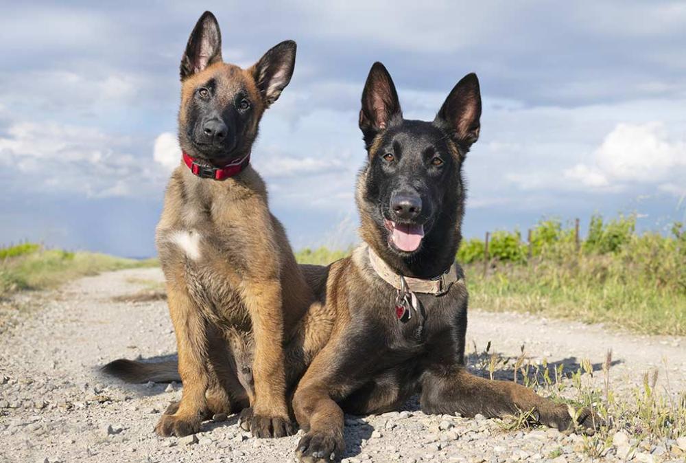pension canine