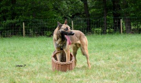 éducation canine