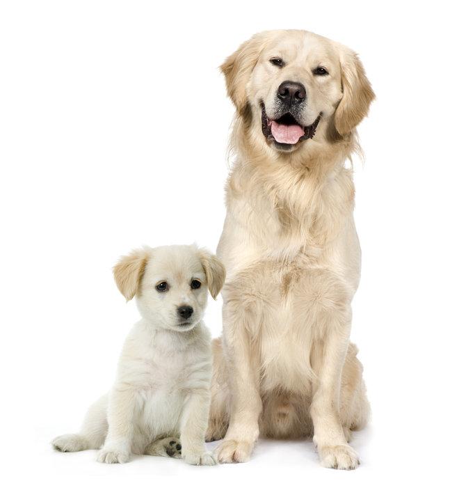 pension canine