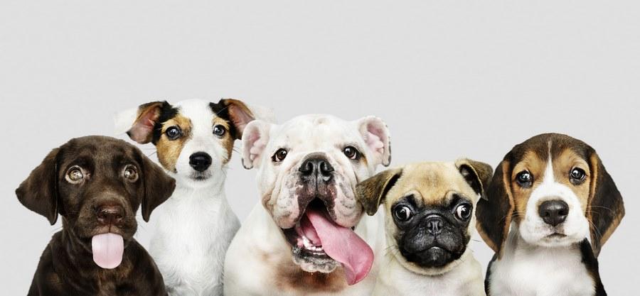 pension canine
