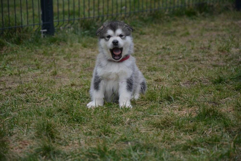 élevage Malamute d'Alaska
