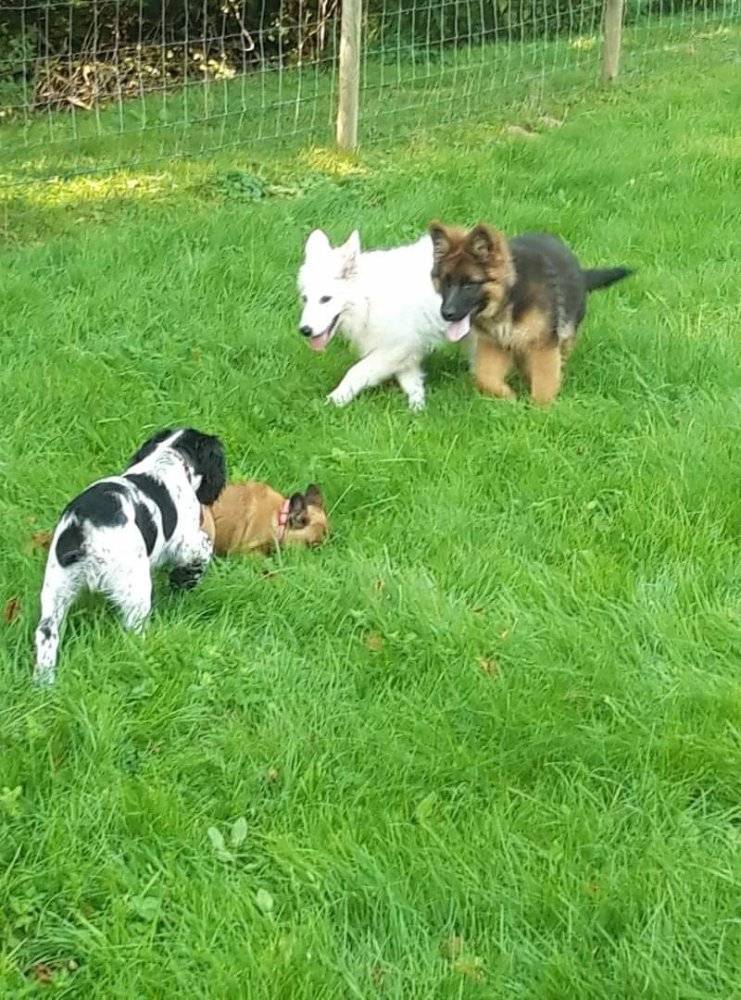éducation canine