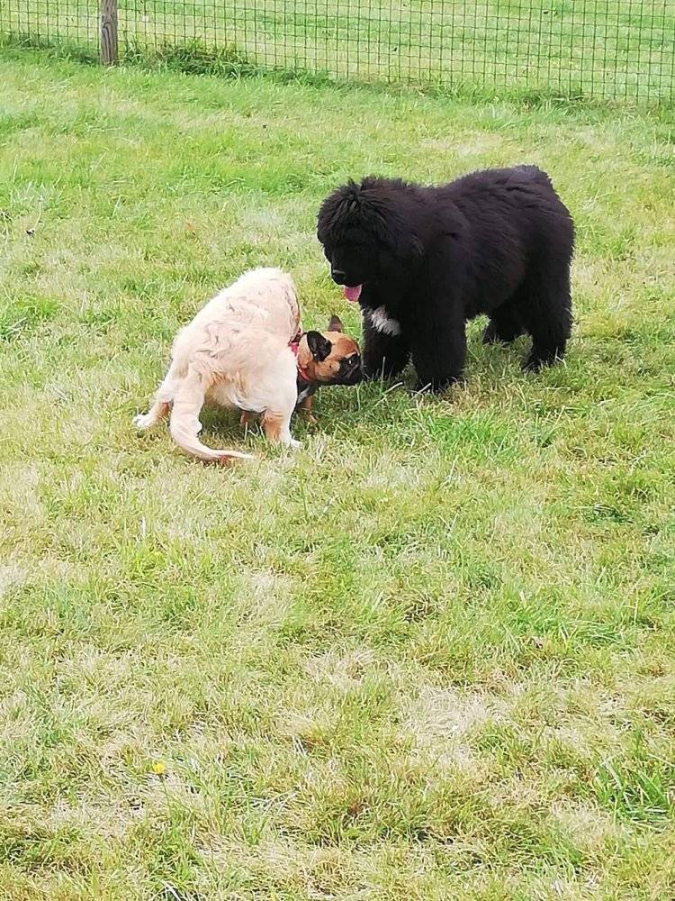 éducation canine
