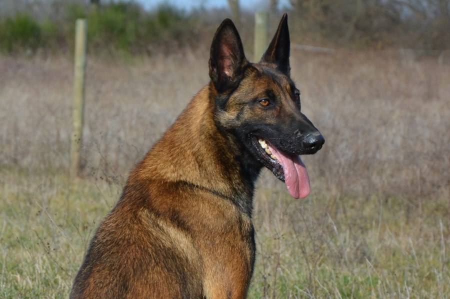 éducation canine