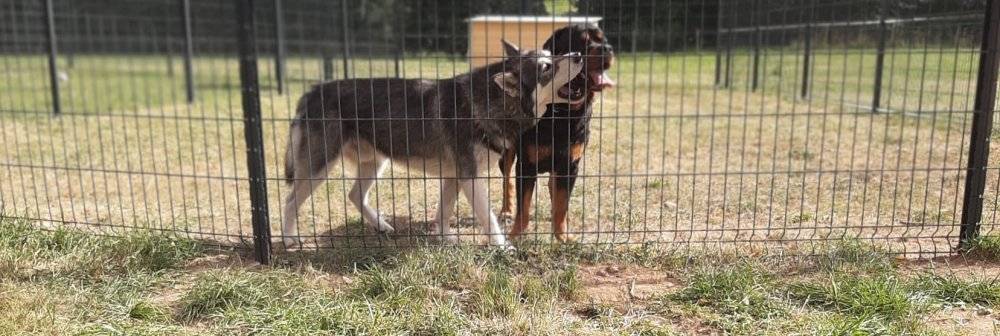 pension canine