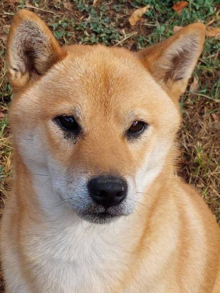 chien pension green pearl